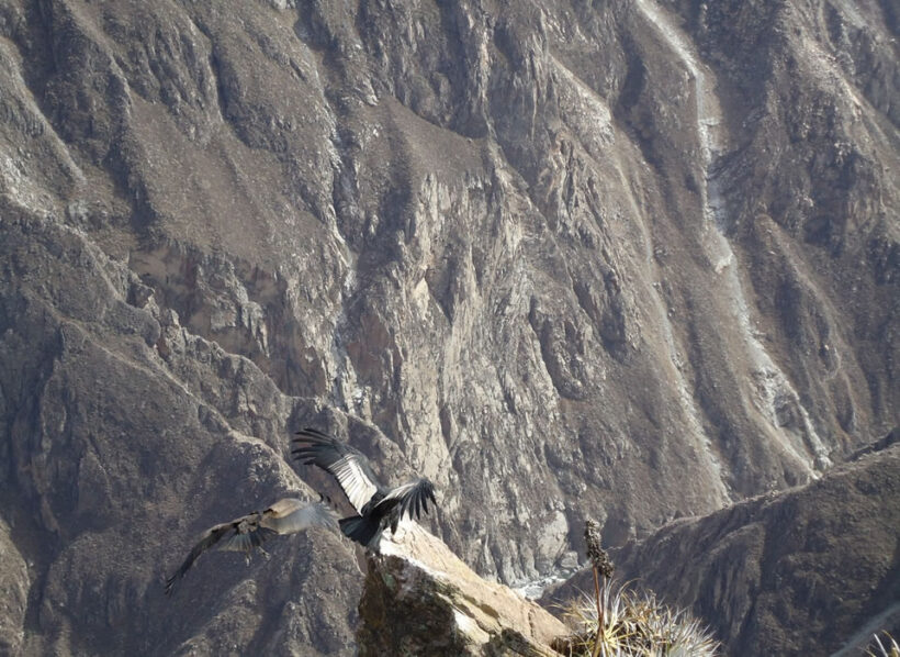 CAÑON COLCA AREQUIPA