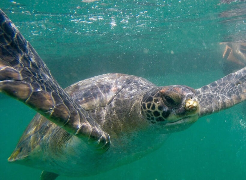 MANCORA NADO CON TURTUGAS